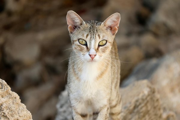 What Are the Benefits of UK Tech in Enhancing Cybersecurity?